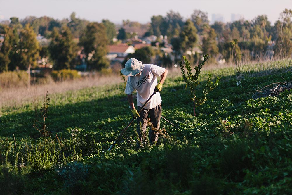 A student works in the Heritage Garden at Concordia.